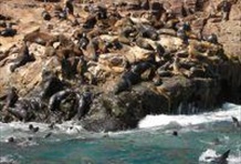 Islands of Lima, Palomino & Cabinzas